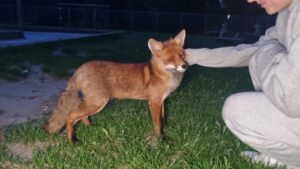 Tamme vos in Lelystad 462_vos_ASMediaviaRTLN