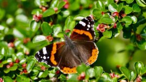 Het gaat niet goed met de vlinders 556_vlinders_anpviaomroepbrabant