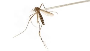 Veel Nederlanders ziek door knokkelkoorts CC_knokkelkoorts_ANPviaNOS