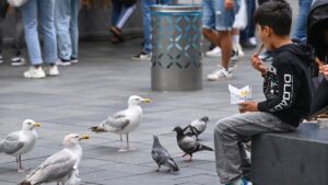Steeds meer meeuwen in steden 847_meeuwen_OmroepGelderland