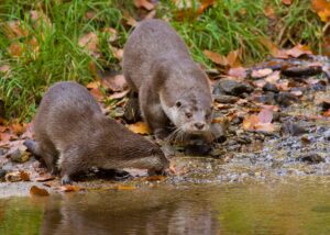 Otters in grachten Alkmaar 856_otters_Natuurpunt